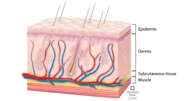 "All I know about skin is it comes in layers"